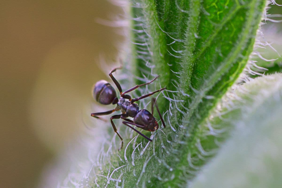 Close up of an odorous house ant on a furry plant stalk