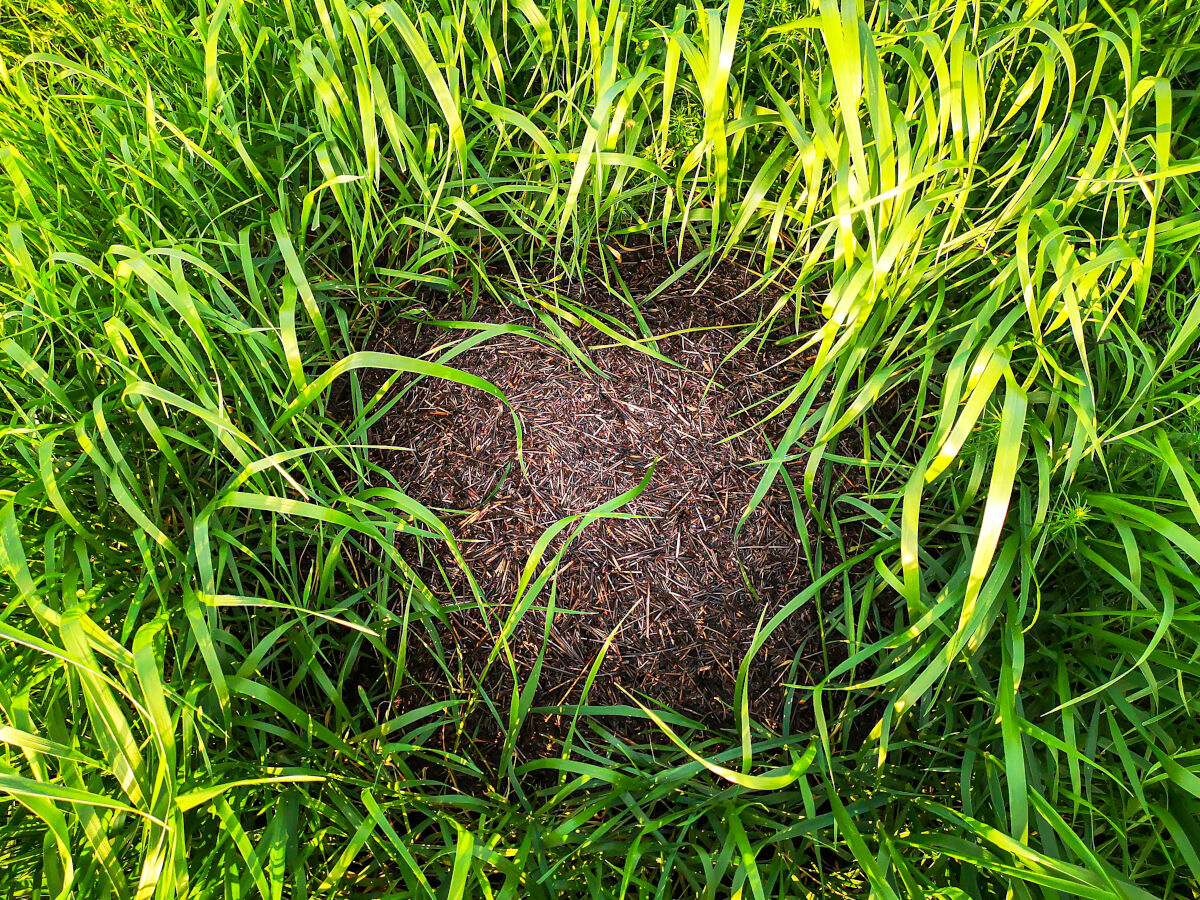 An ant nest in long, lush green grass