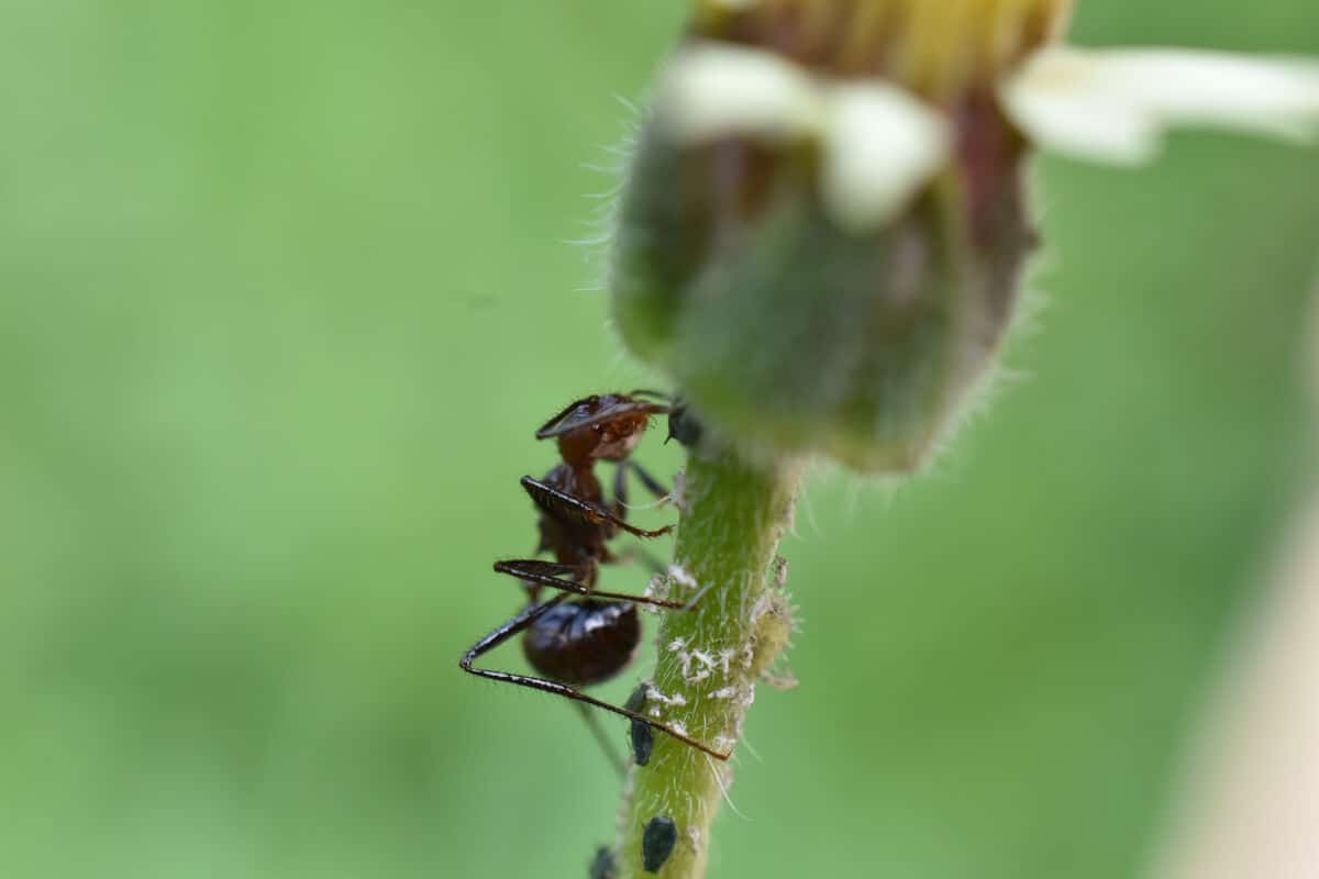 Close up of two types of ants clinging to a plant stalk