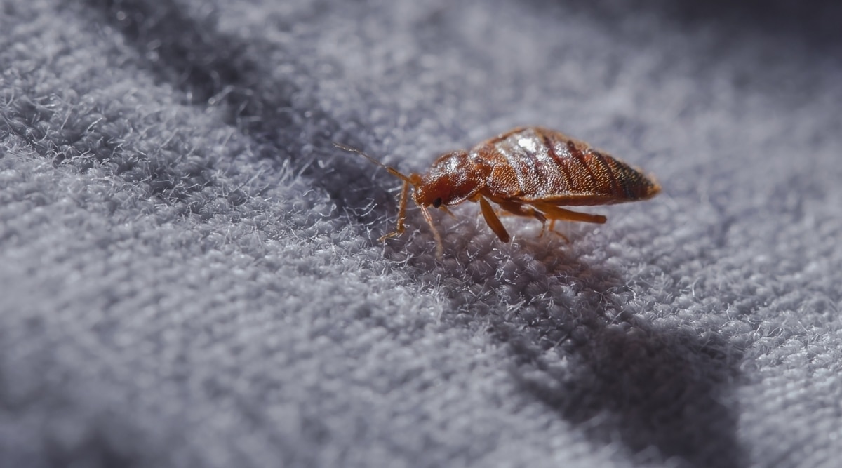 Bed Bug on Couch Cushion