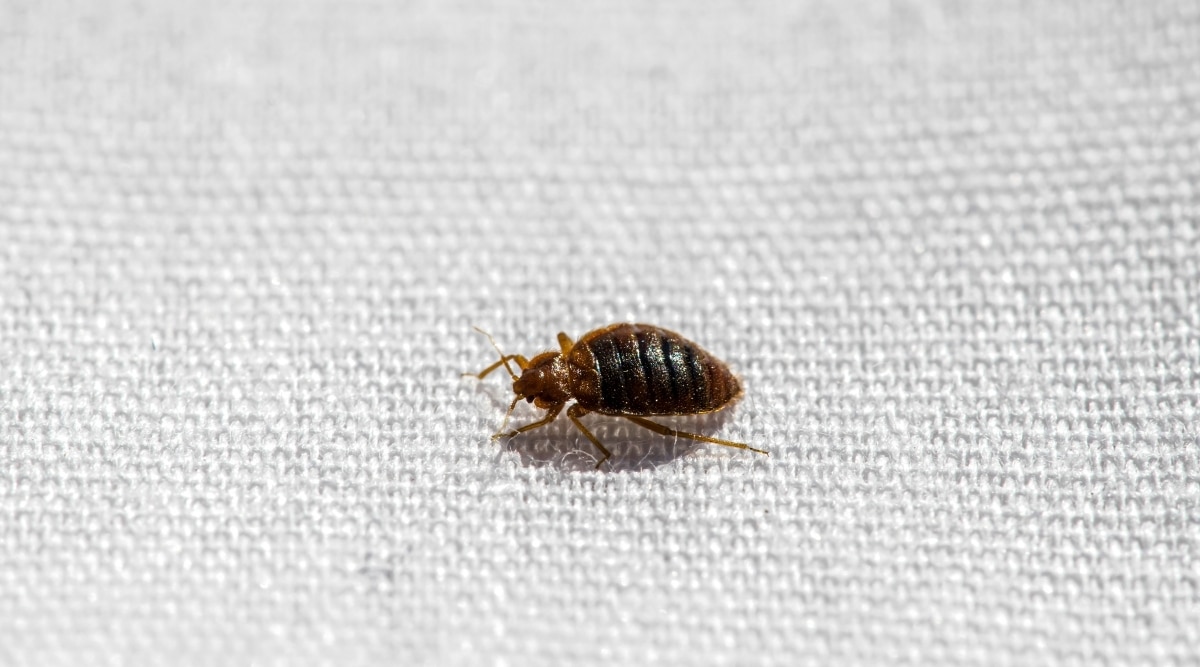 Bed Bug on White Sheet