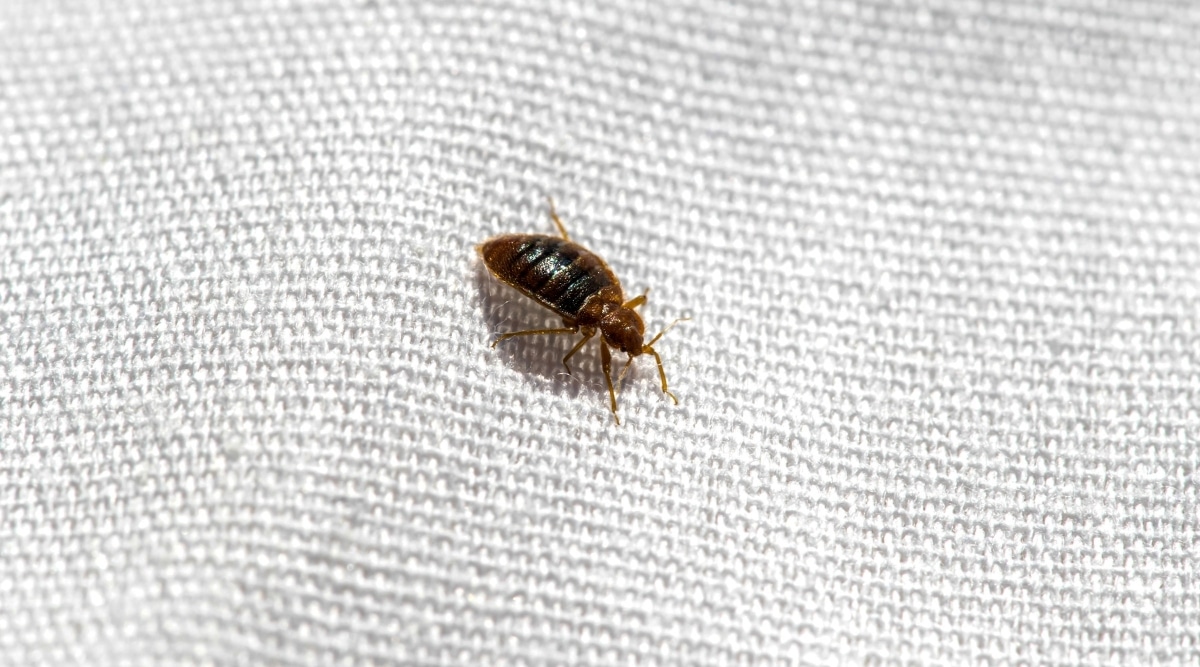 Bed bug on Couch