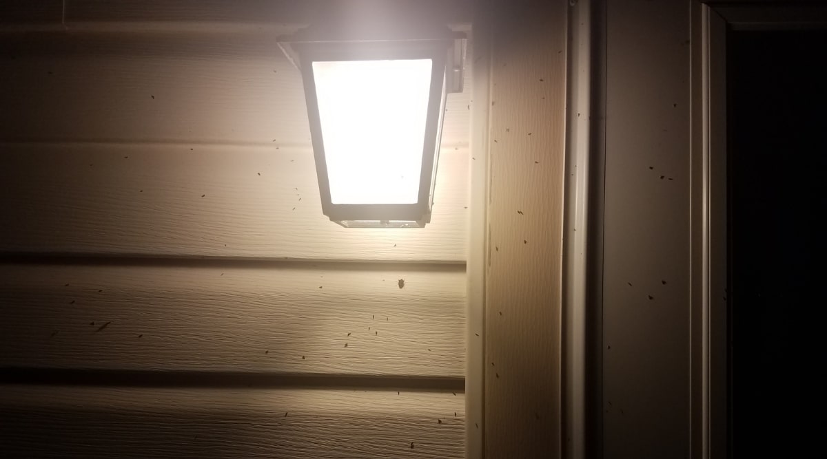 Bugs Flying Near Light