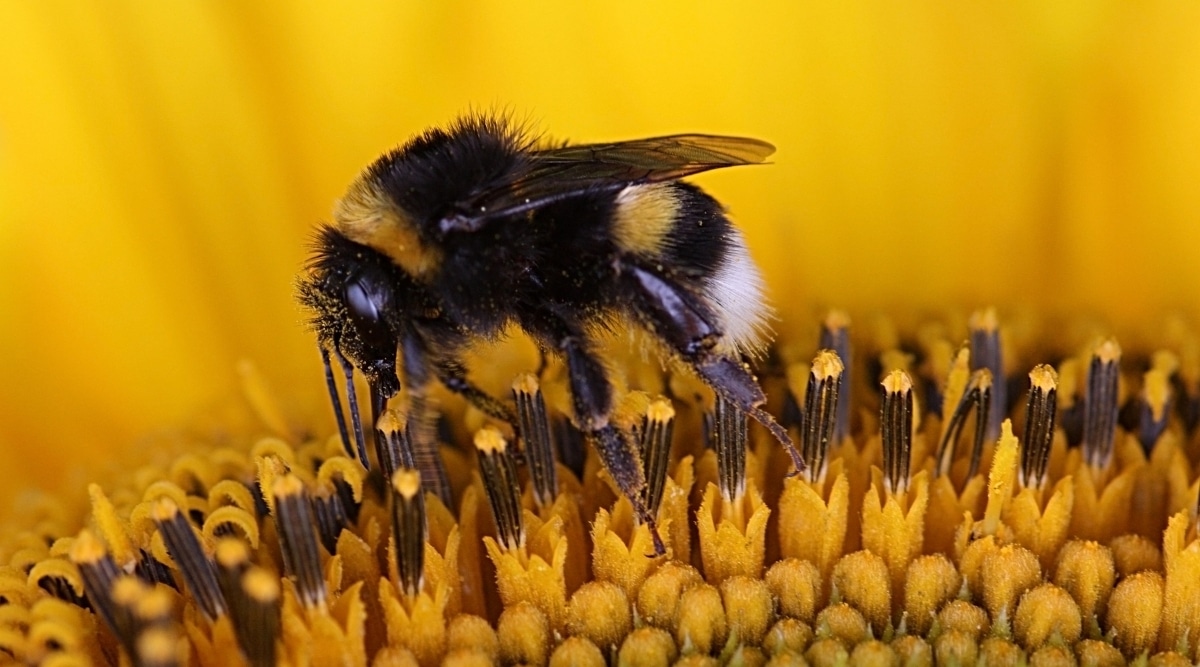 Bumblebee pollenating flower