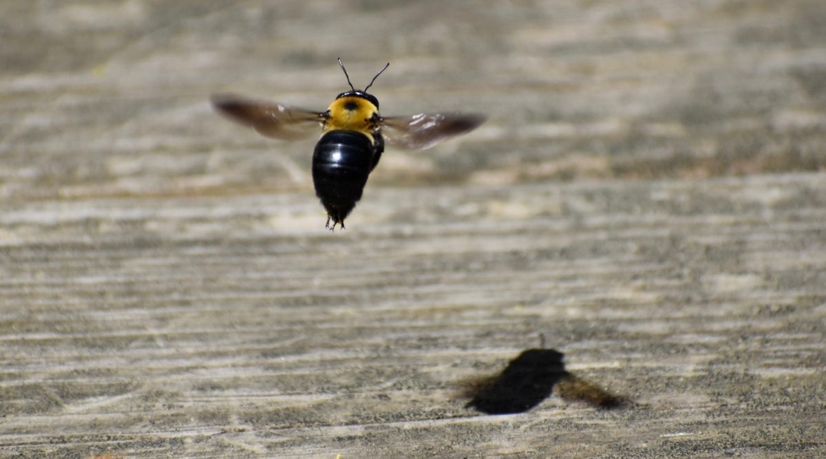 Carpenter Bee Landing on Wood