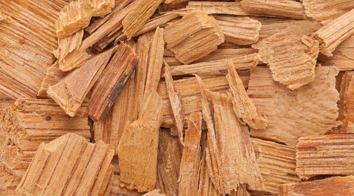 Cedar Chips Wood