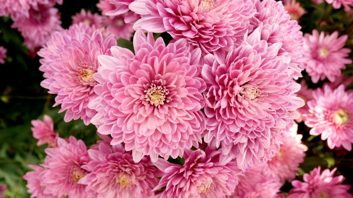 Photo of some pink flowering Chrysanthemums