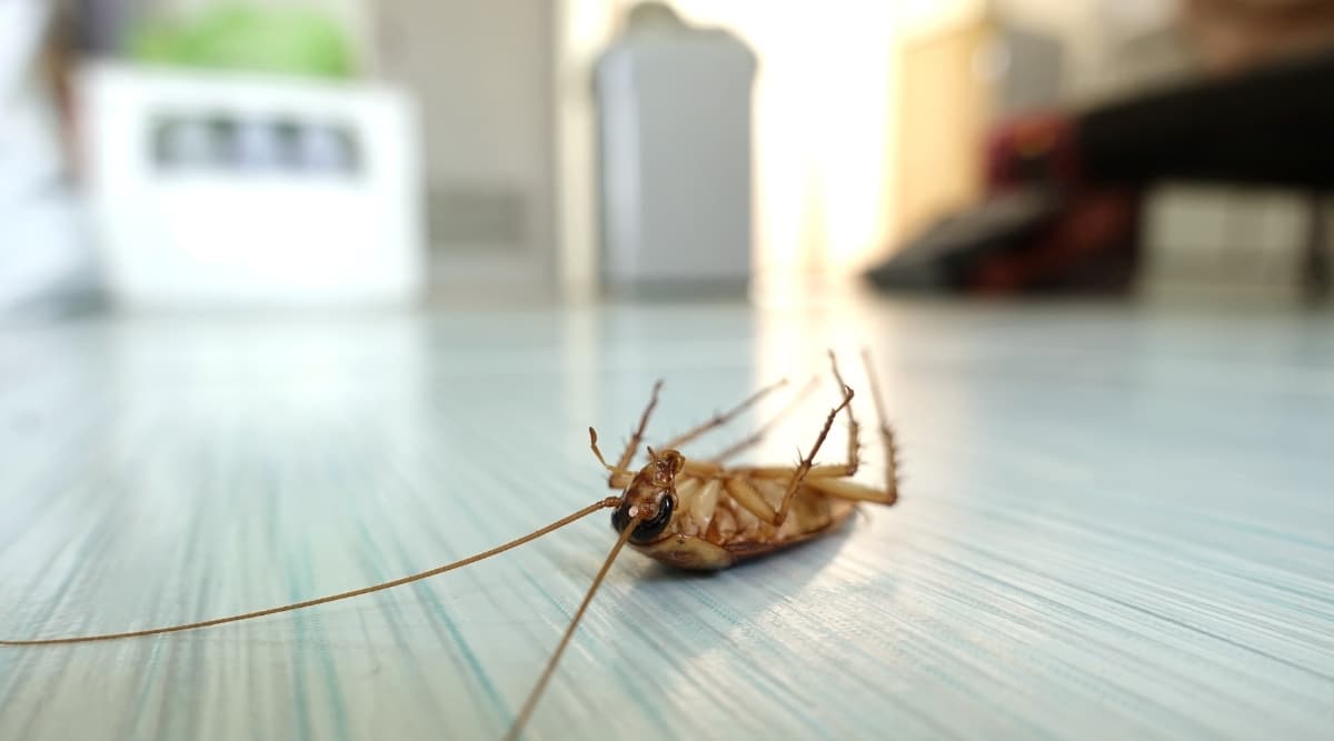 Dead Roach on Kitchen Floor