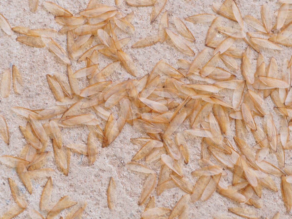 A collection of dropped Termite Wings