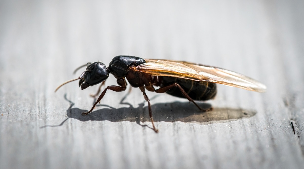 Flying Ant on Wood Table