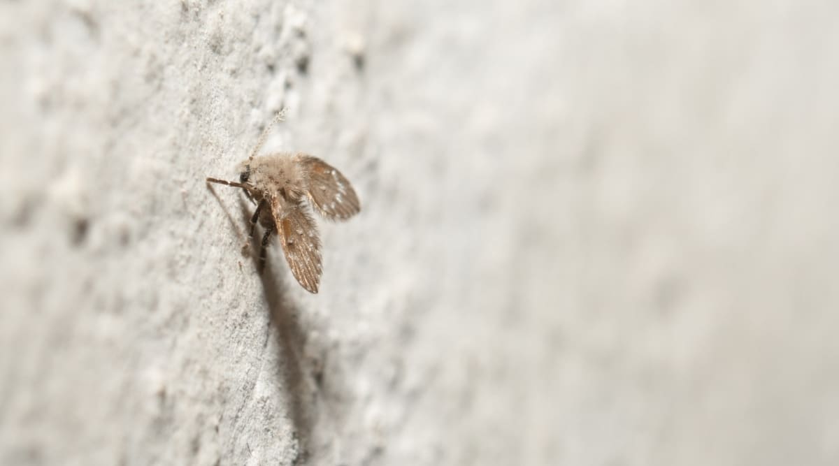 Getting Rid of Insects in House