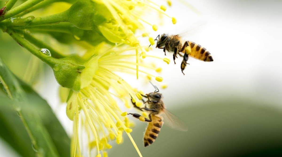 Five Ways You Can Remove Honey Bees without Killing Them