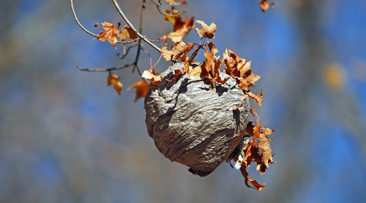 Hornets Nest in Tree Branch