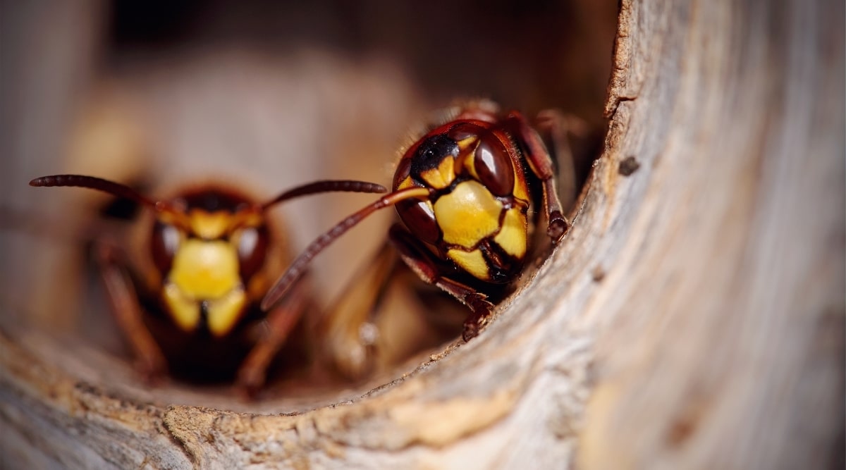 Hornets in Nest