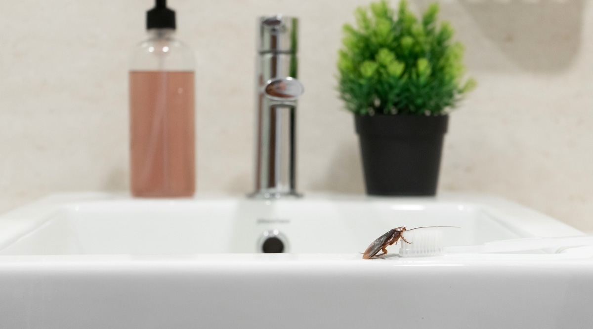 Insect on toothbrush in bathroom.