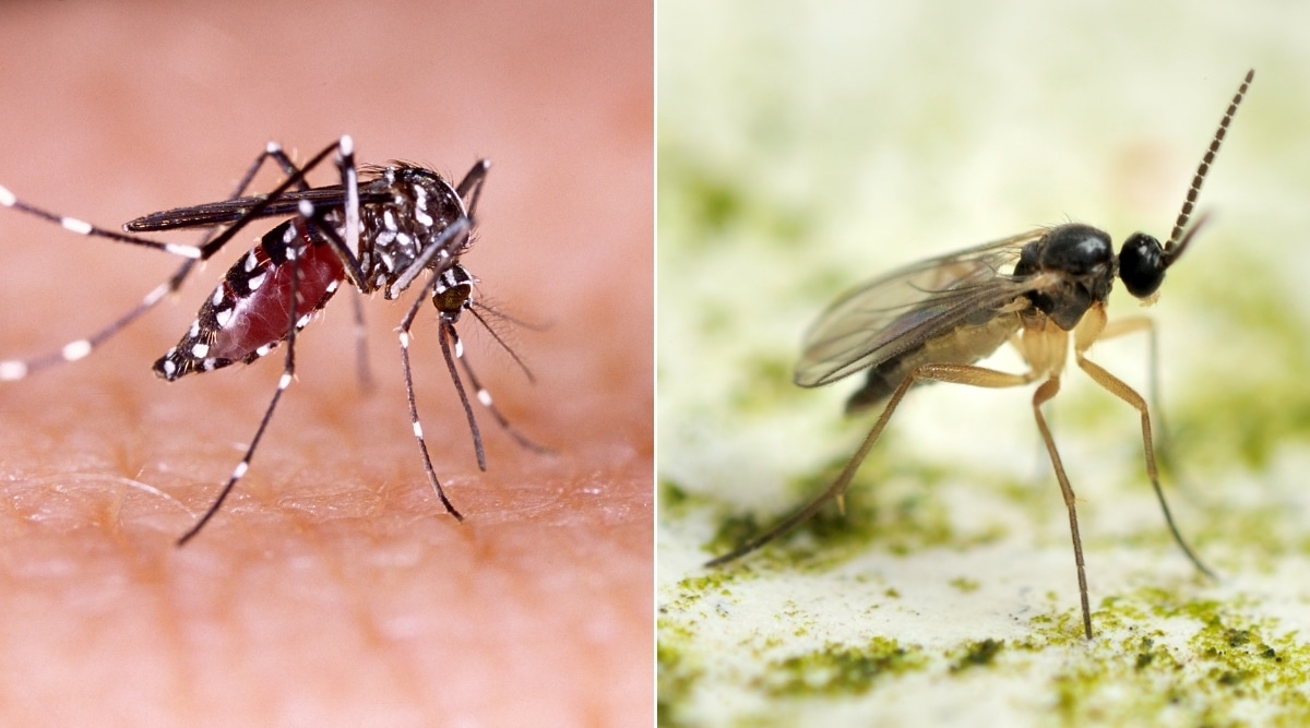 Mosquito and Gnat Pictured