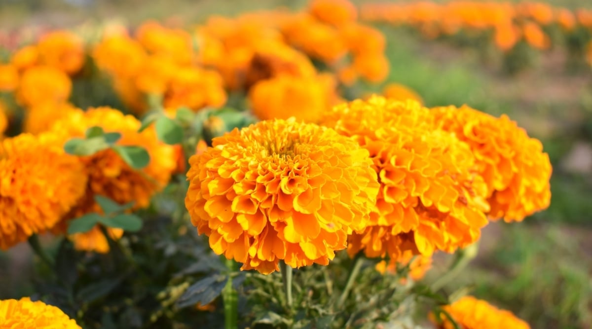 Orange Flowers in Yard