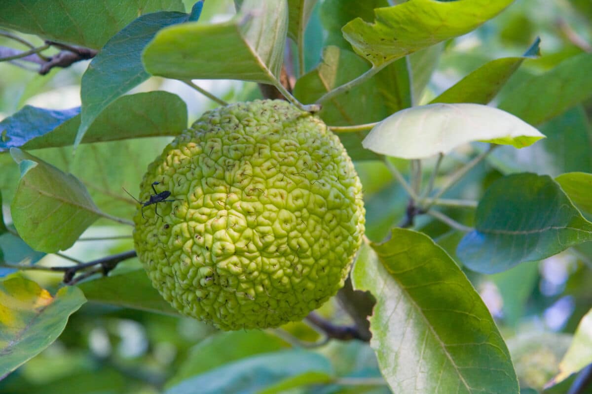 A a green fruit hanging from an osage orange tree