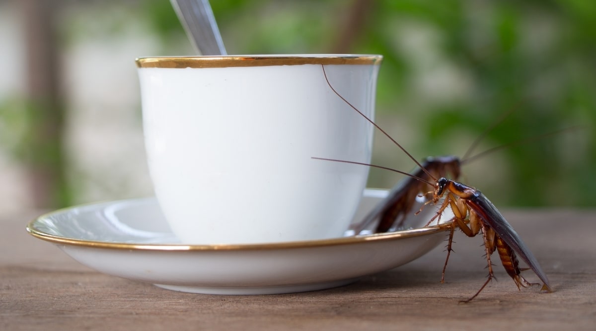 Roaches crawling on coffee cup