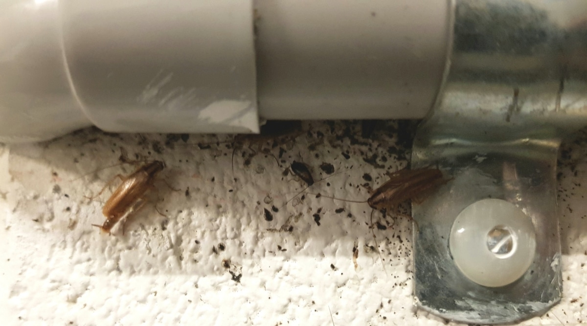 Bugs near Pipes in Wall