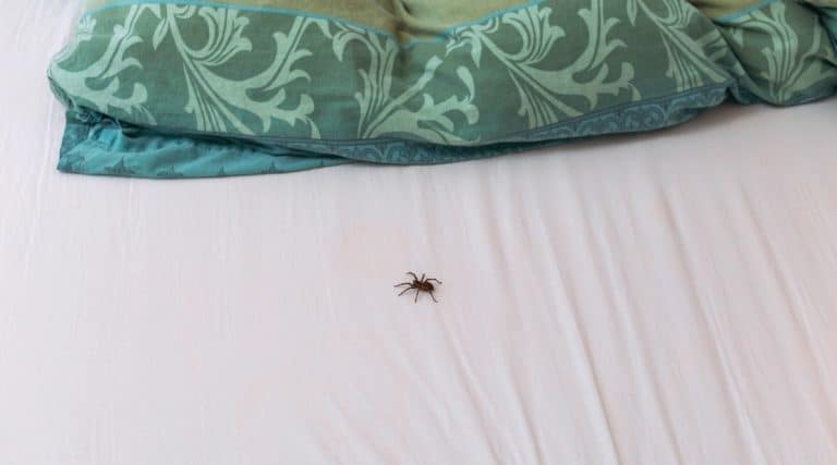 How to Keep Spiders Out of Your Bed: 10 Simple Tricks That Work