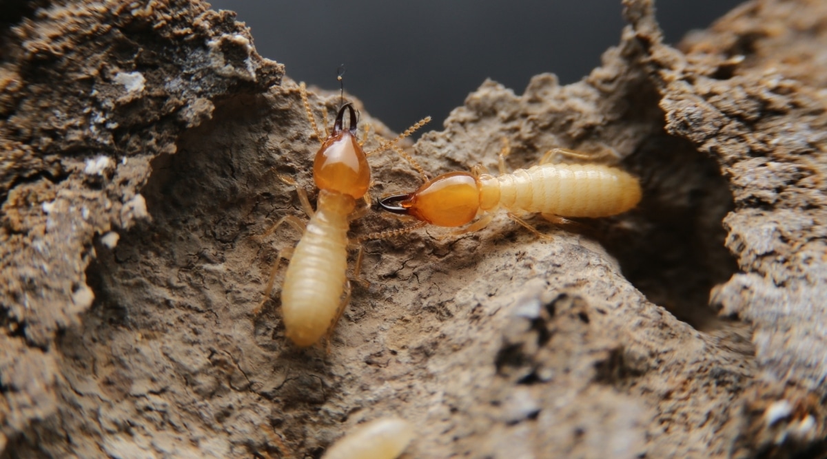 Termites Eating Wood