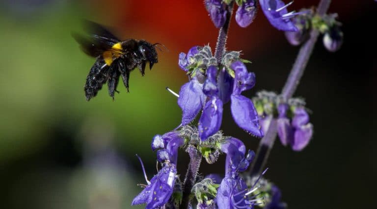 Killing Carpenter Bees with WD-40 – Does It Really Work? - How To Make Bees Go Away Without Killing Them