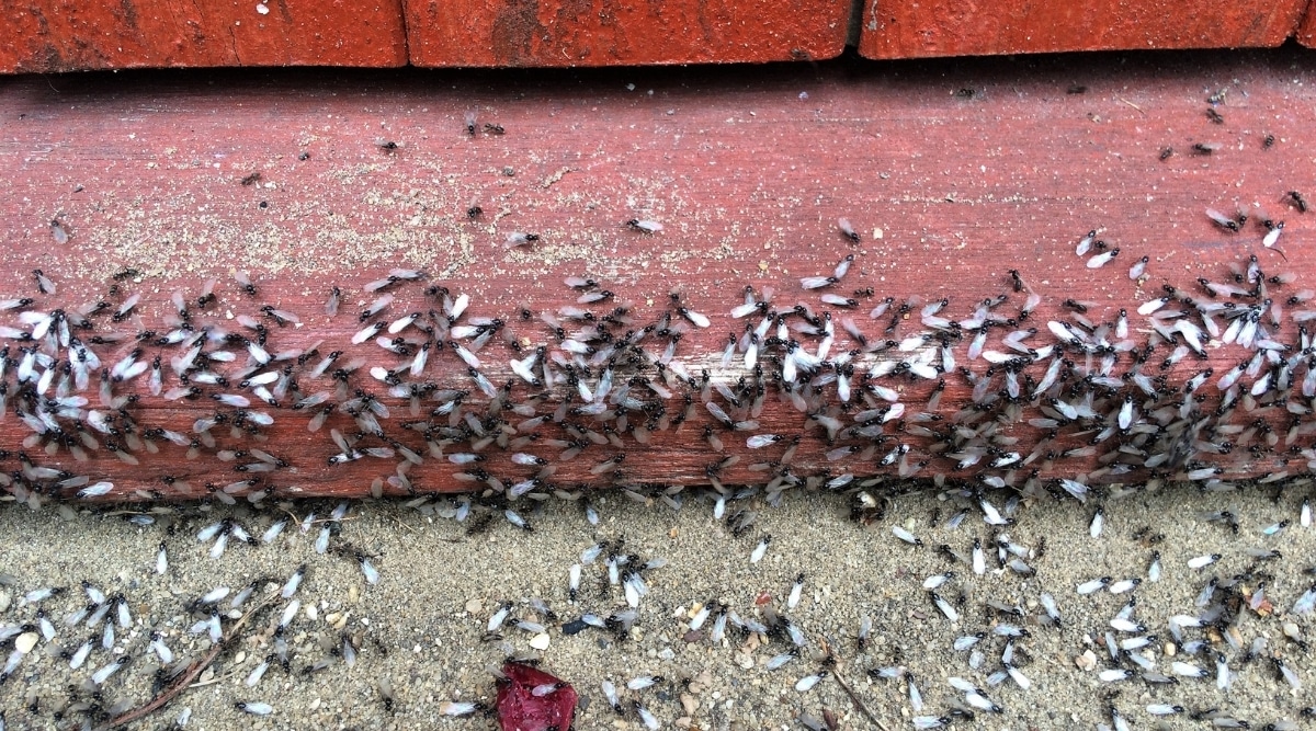Winged Ant Infestation