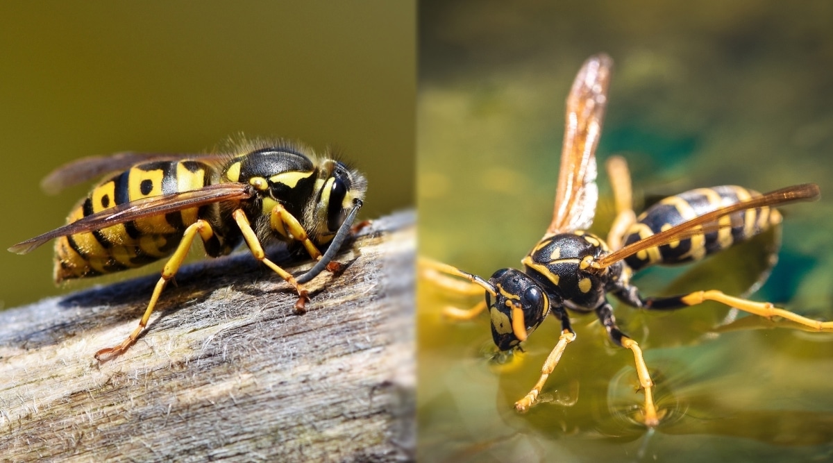Hornets vs. Yellowjackets: How to Tell These Two Wasps Apart
