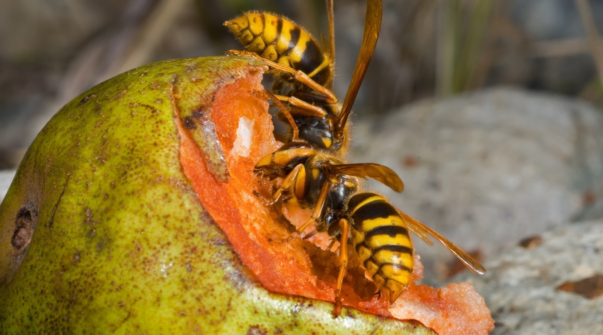 Yellow Jackets Eating a Pear