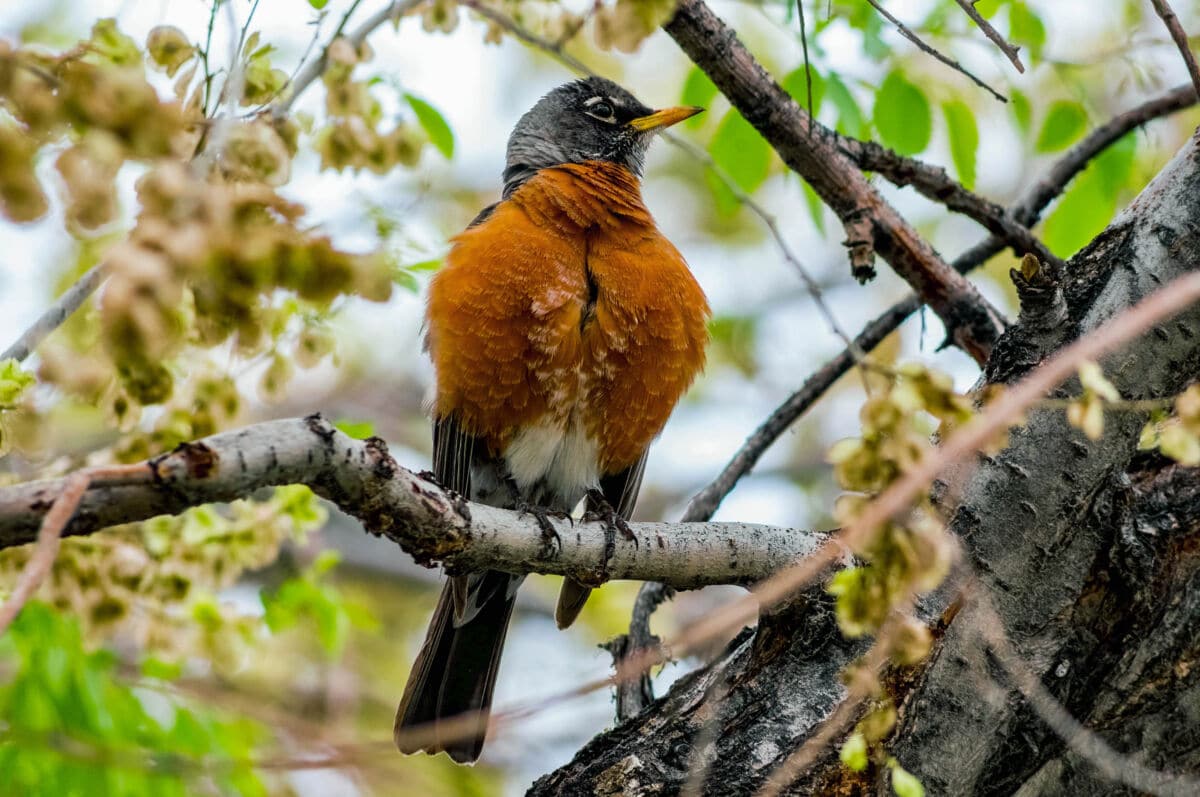 An american robin sitting produly on a tree branch
