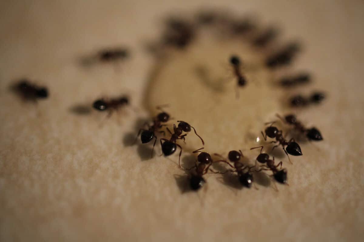 A circle of ants feasting on an ant bait