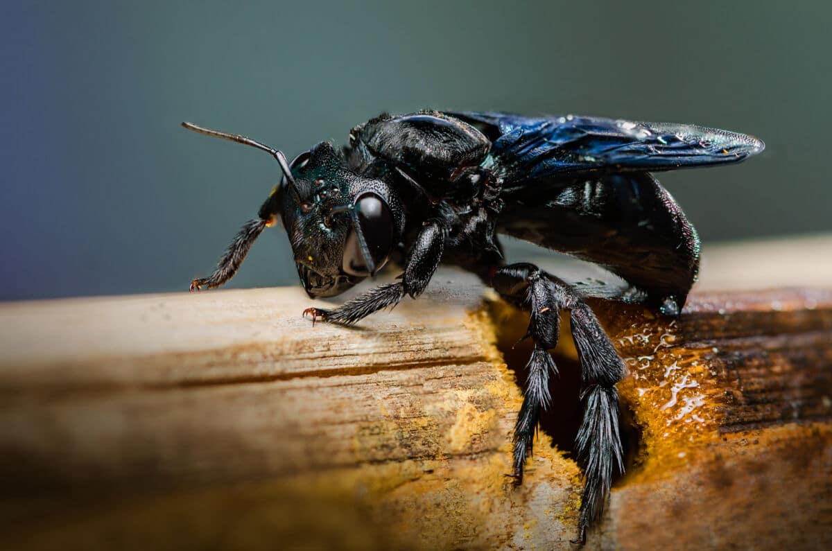 Macro shot of a black carpenter bee