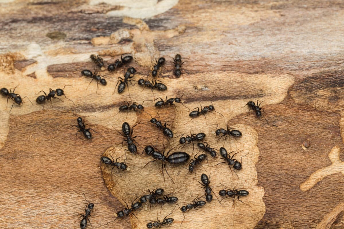 carpenter ants in wood