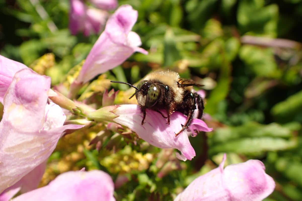 carpenter bee on pink flower