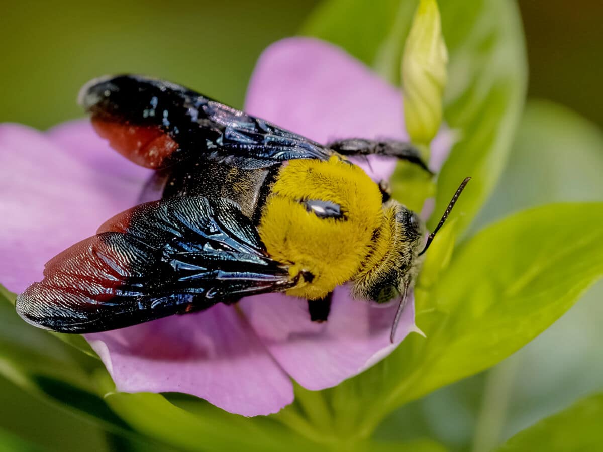 Close up macro shot of a carpenter bee on a pink flower