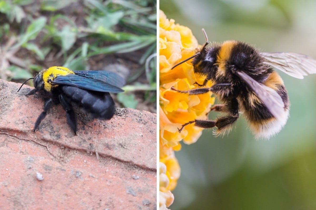 carpenter vs bumblebee, side by side in two close up macro photos