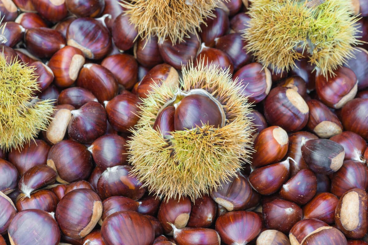 Overhead shot of chestnuts, some still in their spiky shell