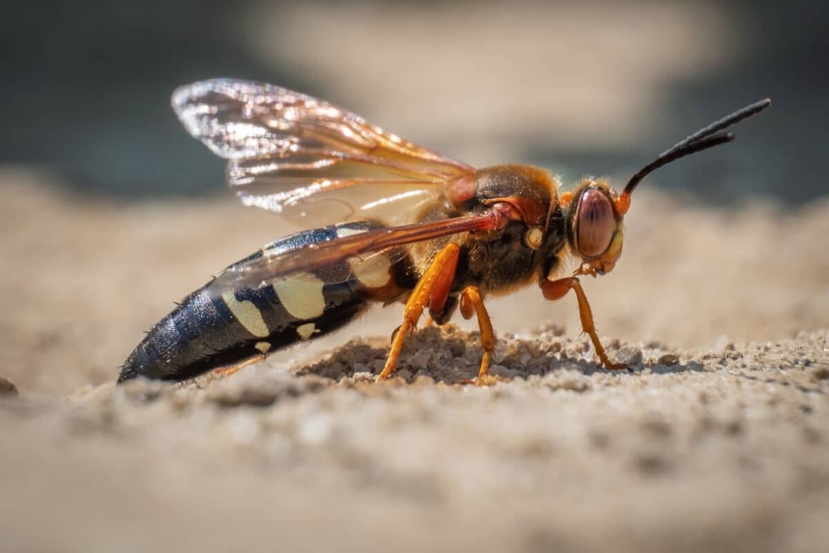 Side on macro shot of a cicada killer wasp