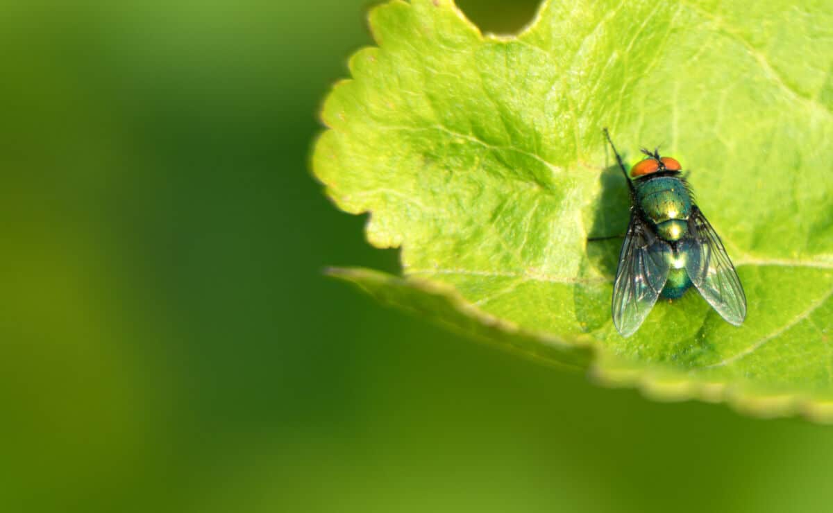 Wide angle shot of a cluster fly on a bright green leaf