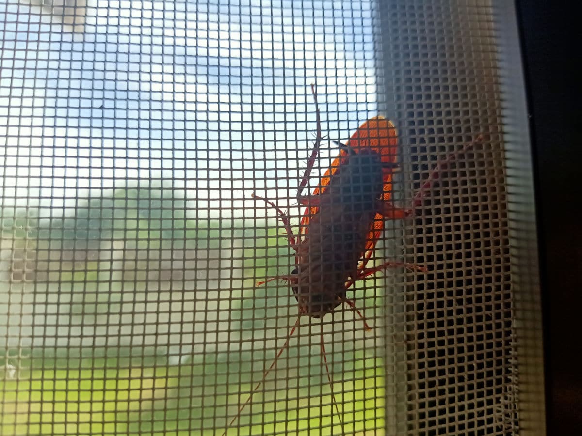 A cockroach clinging to a window net