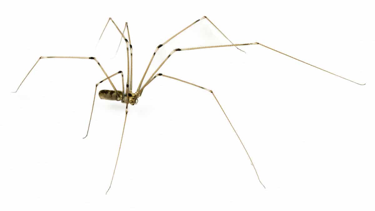 Daddy long legs spider isolated on white
