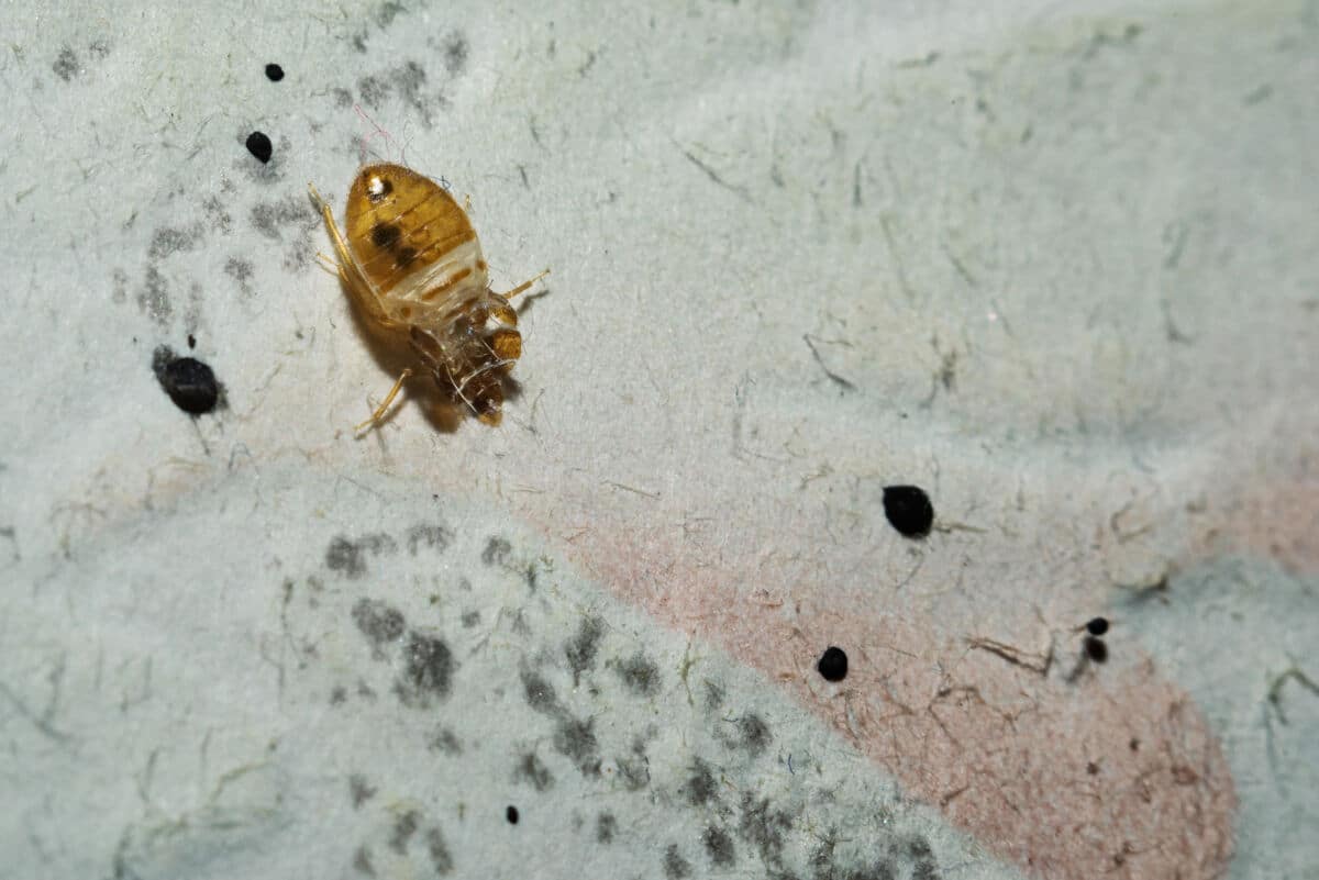 Close up of a dead bed bug on a blanket