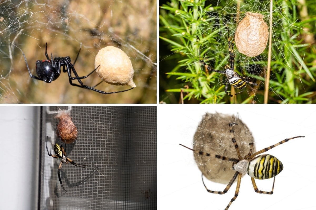 4 photos of different spiders with their egg sacs