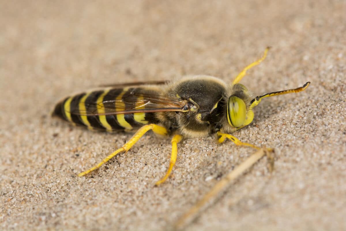 Close up shot of a digger wasp on a sandy looking floor