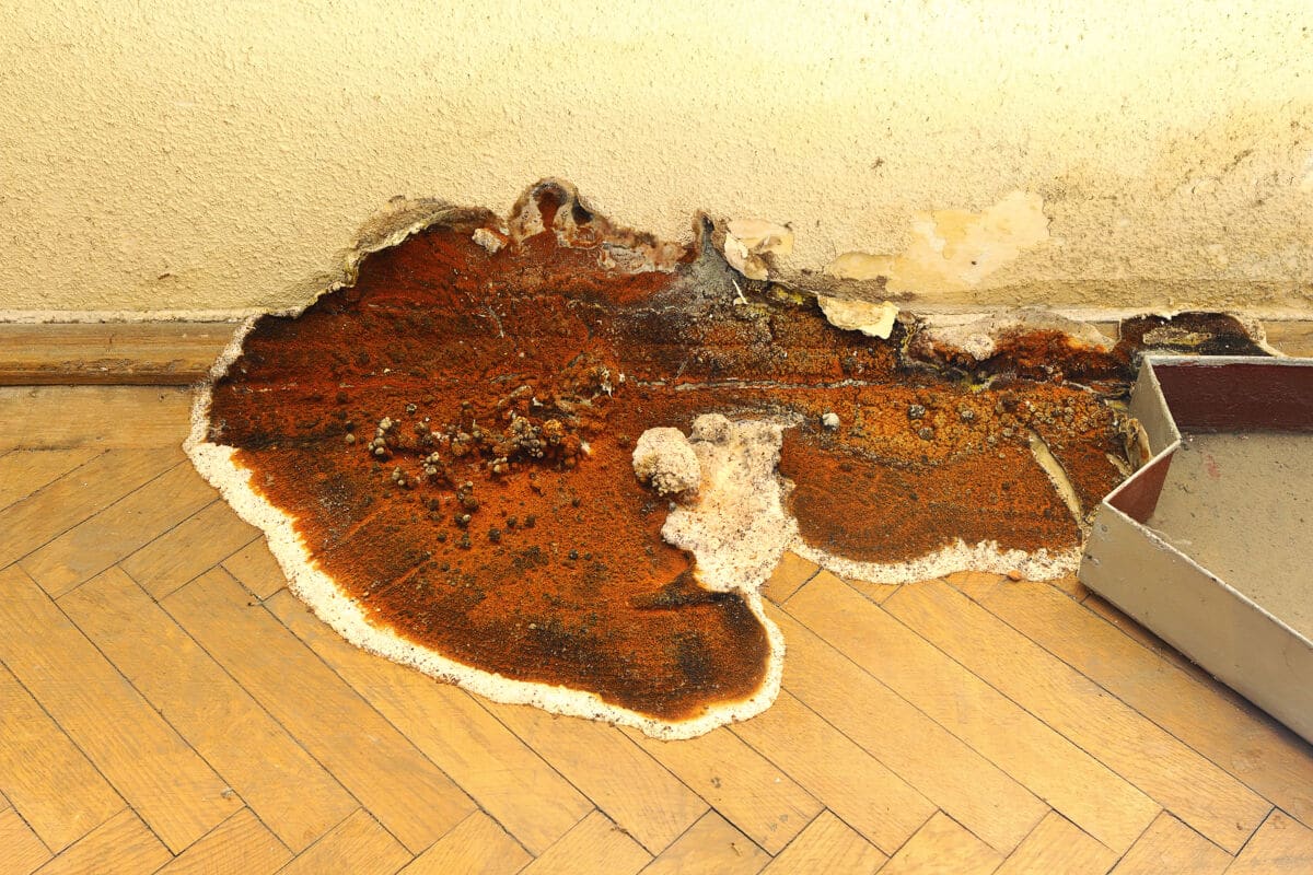 A fruiting dry rot fungus at the base of a wall