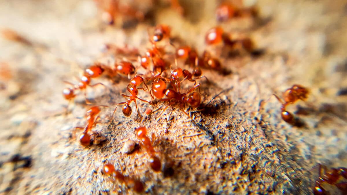 fire ants around a nest