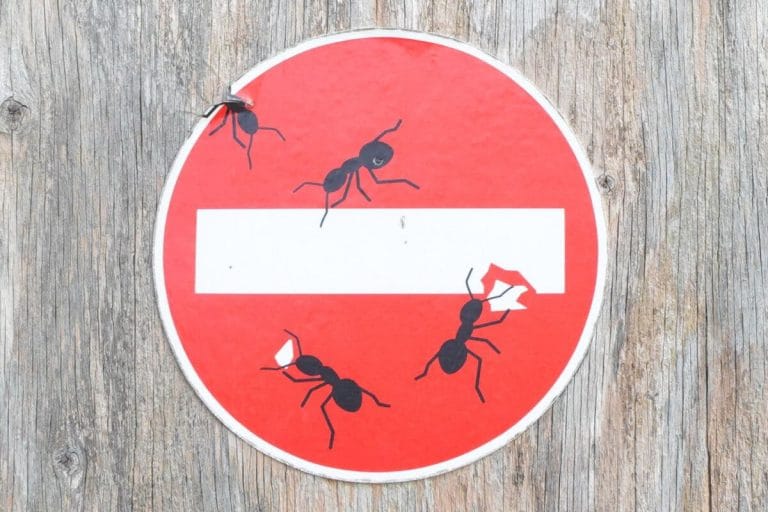 How to Get Rid of Ants in the Kitchen | GoPests.com