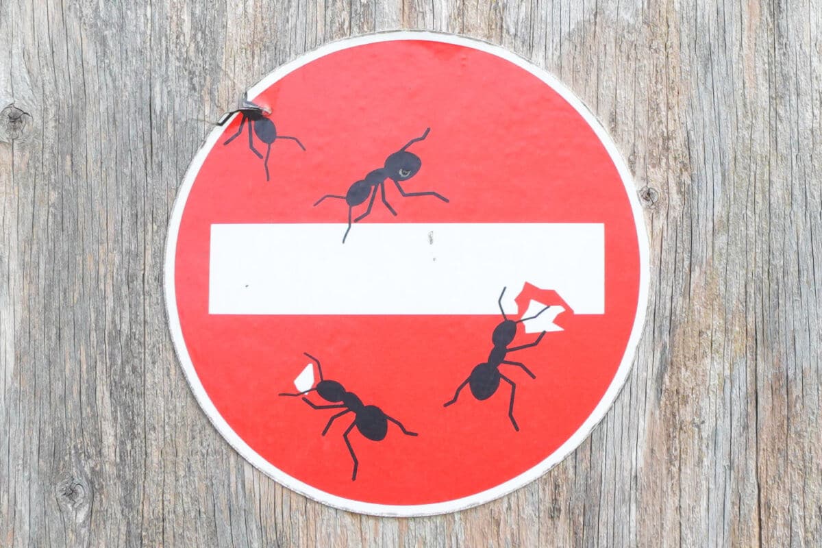 Picture of 3 ants on a stop sign