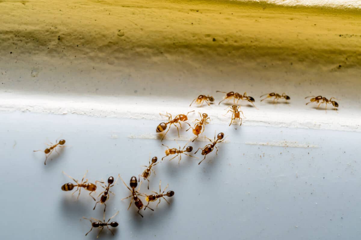 Ants climbing an interior wall